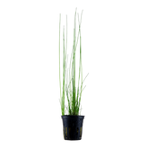 132D 小莎草 Eleocharis montevidensis